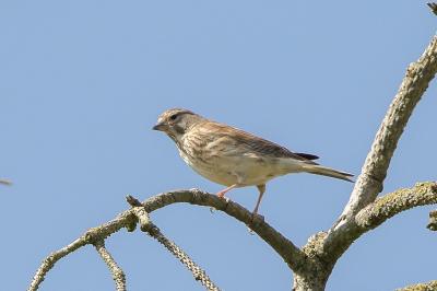 Linotte mélodieuse