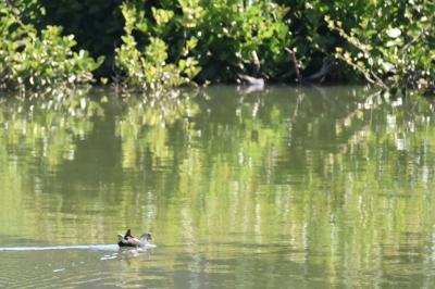 Poule-d'eau