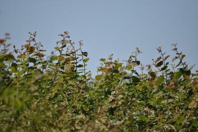 Fauvette grisette