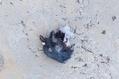 Pigeon biset