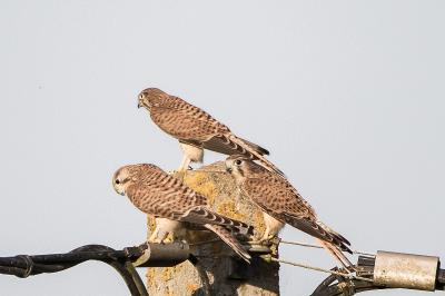 Falco tinnunculus