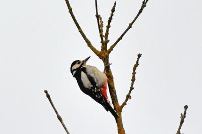 Dendrocopos major