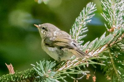 Phylloscopus collybita