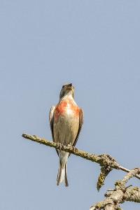 Linotte mélodieuse