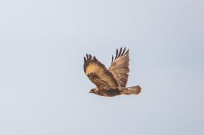 Buse variable
