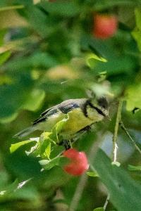 Mésange bleue