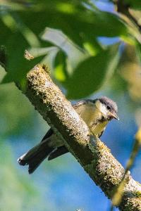 Mésange charbonnière