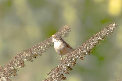 Fauvette grisette