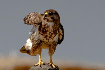 Buteo buteo
