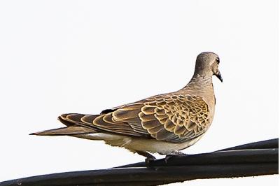 Streptopelia turtur