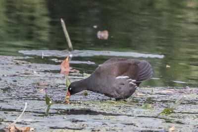 Poule-d'eau