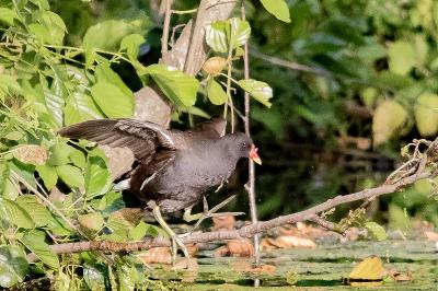 Poule-d'eau