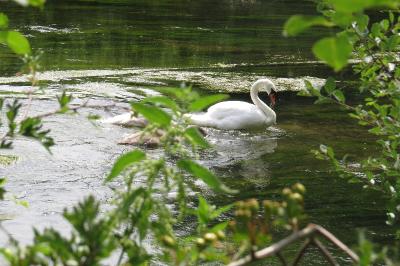 Cygne tuberculé