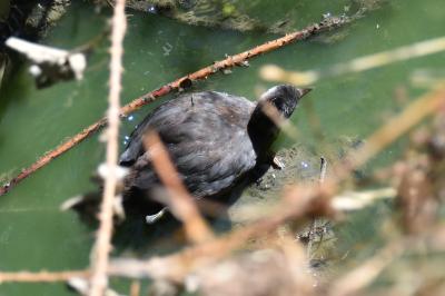 Poule-d'eau