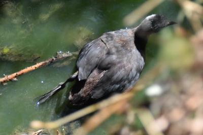 Poule-d'eau