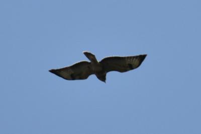 Buse variable