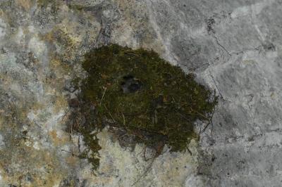Troglodyte mignon