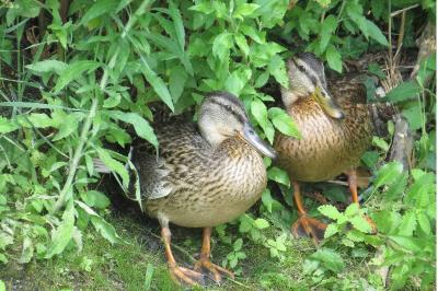 Canard colvert