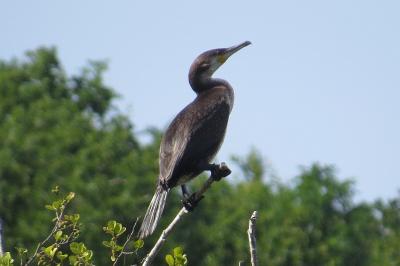 Grand Cormoran