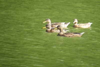 Canard colvert