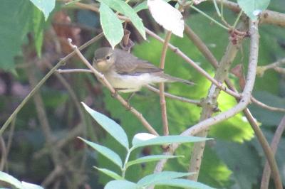 Phylloscopus collybita