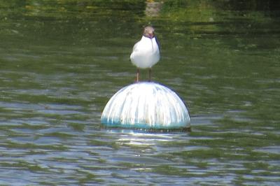 Mouette rieuse