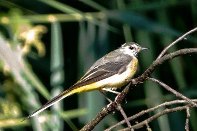 Motacilla cinerea