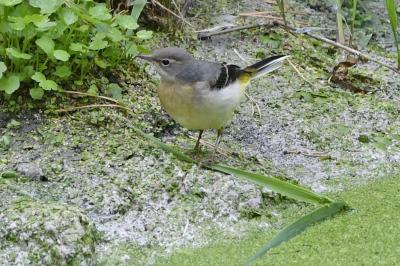 Motacilla cinerea