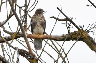 Buteo buteo