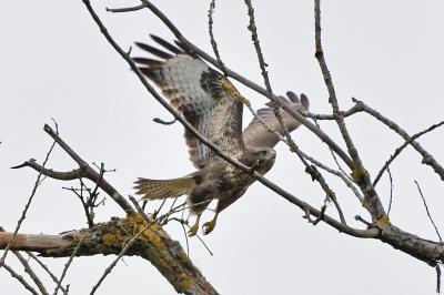 Buse variable
