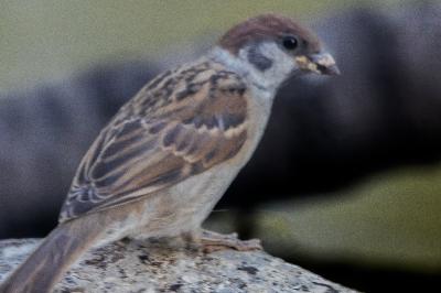 Moineau friquet