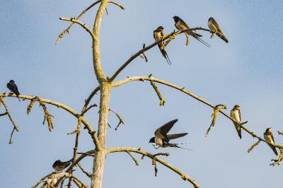 Hirondelle rustique