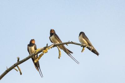 Hirondelle rustique
