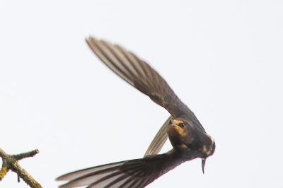 Hirondelle rustique