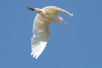Grande Aigrette