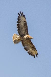 Buse variable