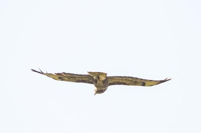 Buse variable