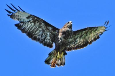 Buse variable