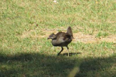 Poule-d'eau