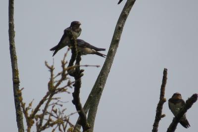 Hirondelle rustique