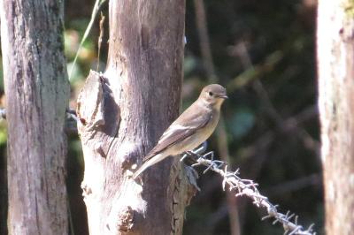 Ficedula hypoleuca