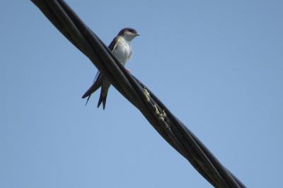 Hirondelle de fenêtre