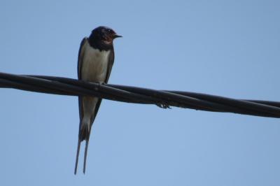 Hirondelle rustique