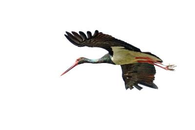 Cigogne noire