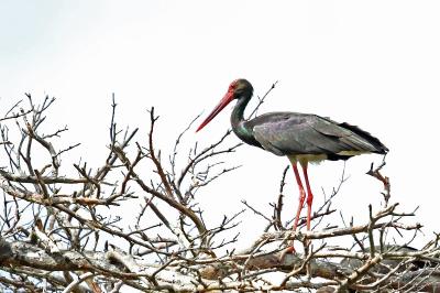 Cigogne noire