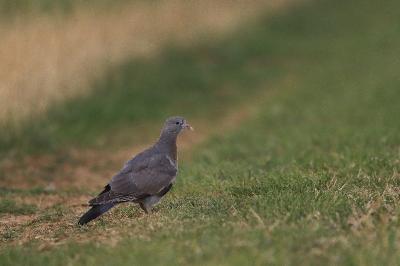 Pigeon colombin