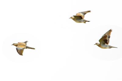 Streptopelia turtur