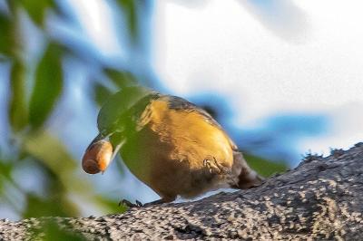 Sitta europaea