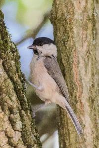 Mésange nonnette