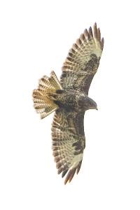 Buse variable